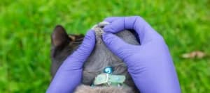 Evcil Hayvanlarda Kene Yapışması: Ne Yapmalı?