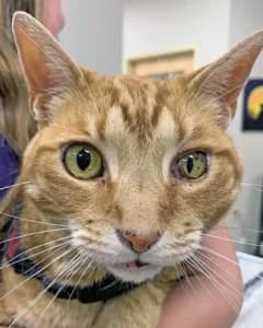 Kedi Horner Sendromu: Belirtiler ve Tedavi