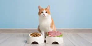 Kedi Sağlıklı Beslenme Rehberi