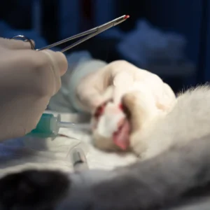 Kastre (Orşiektomi)