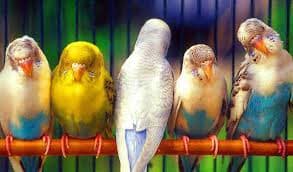 Kuşlarda Tümör (Ur): Teşhis, Belirtiler ve Tedavi Yöntemleri