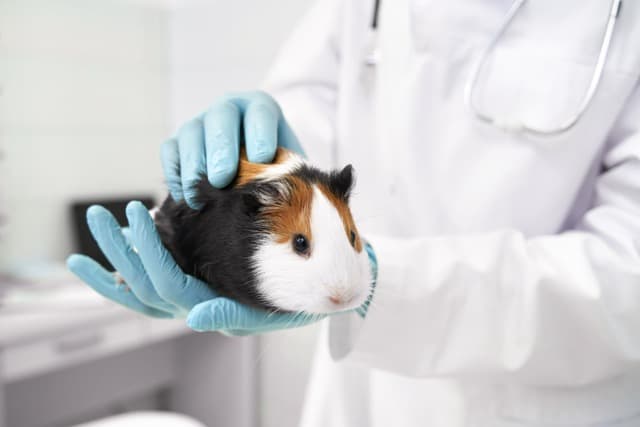 Klinik Görüntüsü 2