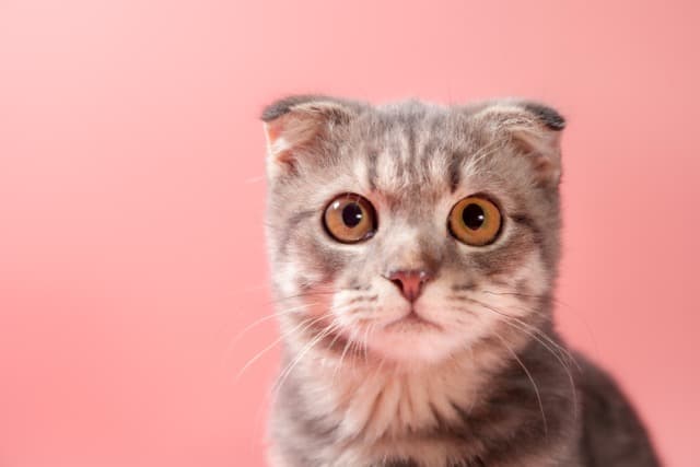 Tarabya Pet Care Klinik