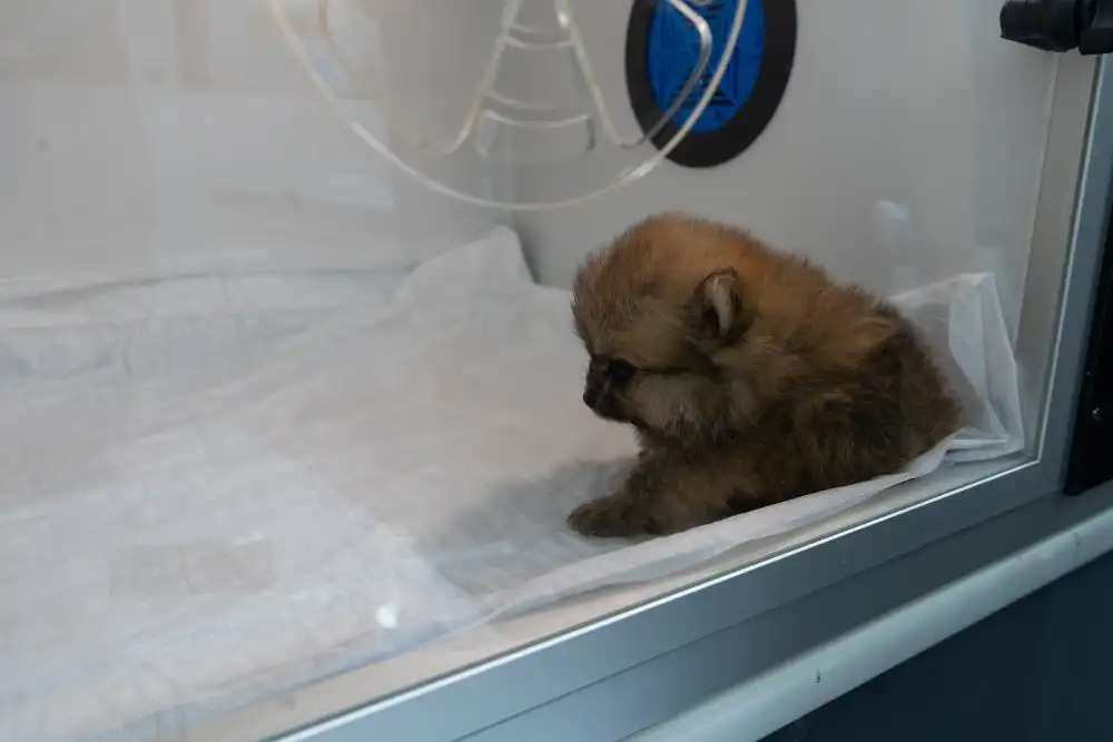 Tarabya Petcare Veteriner Kliniği