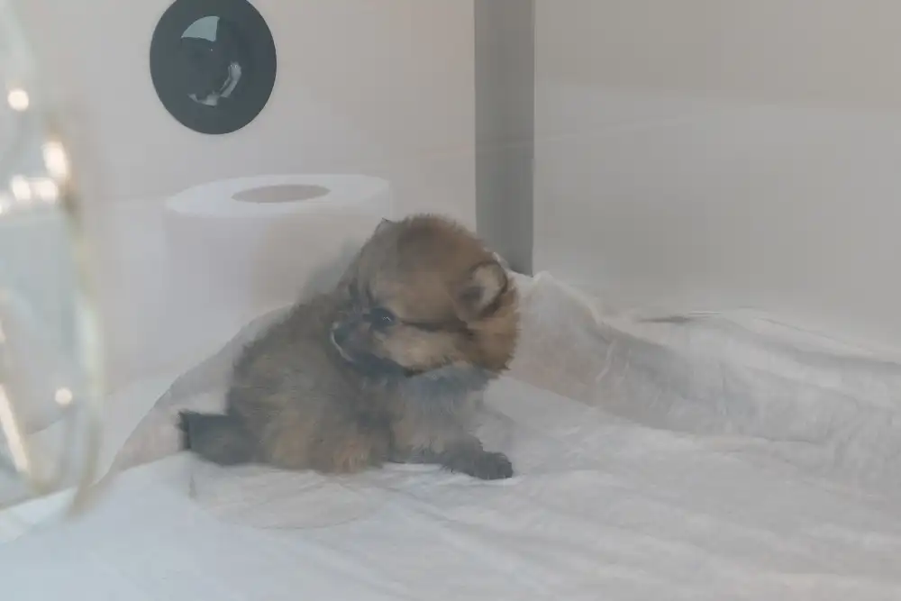 Tarabya Petcare Veteriner Kliniği