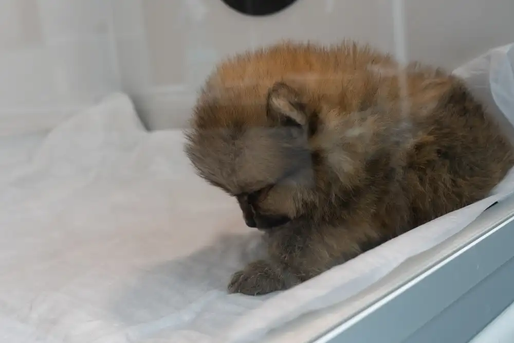 Tarabya Petcare Veteriner Kliniği